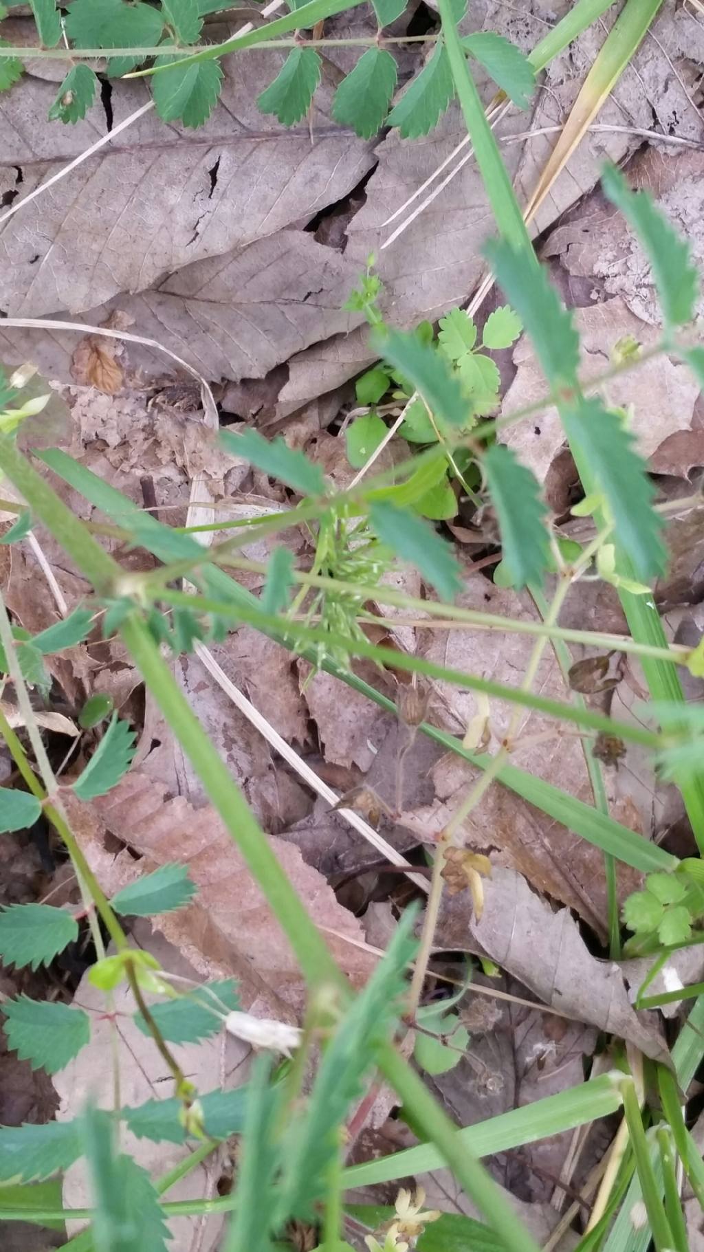 Sanguisorba sp.  (Rosaceae)
